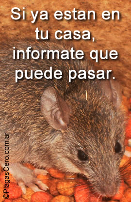 Exterminio de ratas - slider